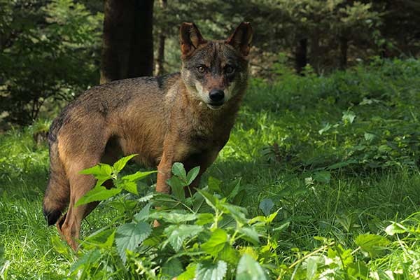 mollo-parc-barnedes-1